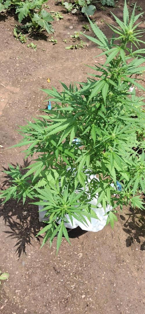 Gorilla Z. Week 6
