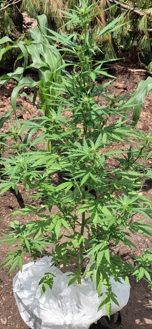 Gorilla Z Auto. Week 6
