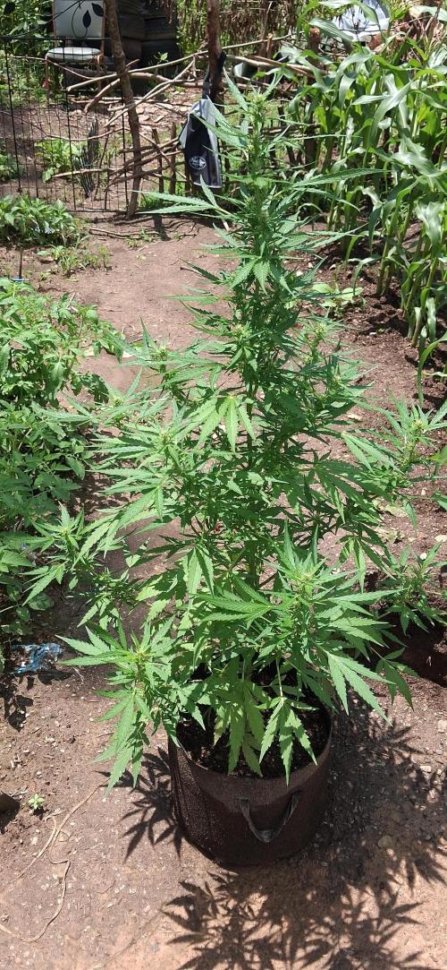 Gorilla Z. Week 7