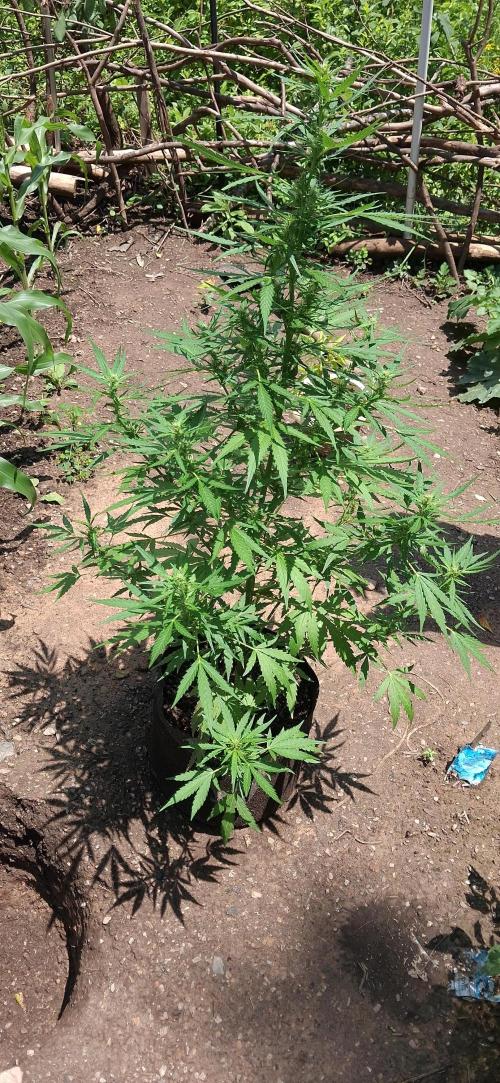 Gorilla Z. Week 7