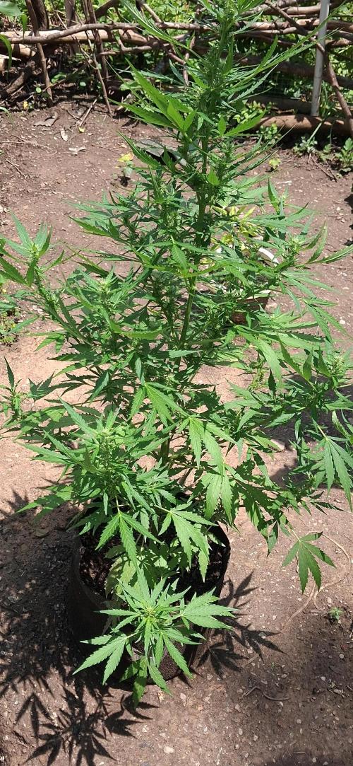 Gorilla Z. Week 7