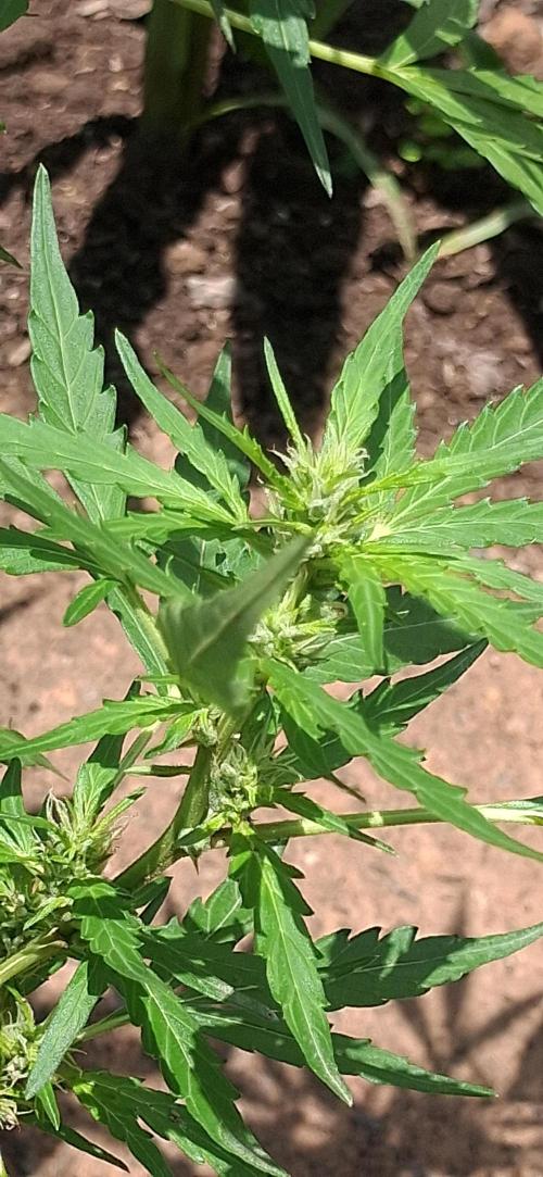 Gorilla Z. Week 7