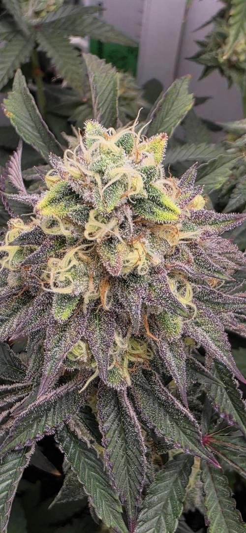 First VGrow - Kawazaki im Smart Zelt. Week 13