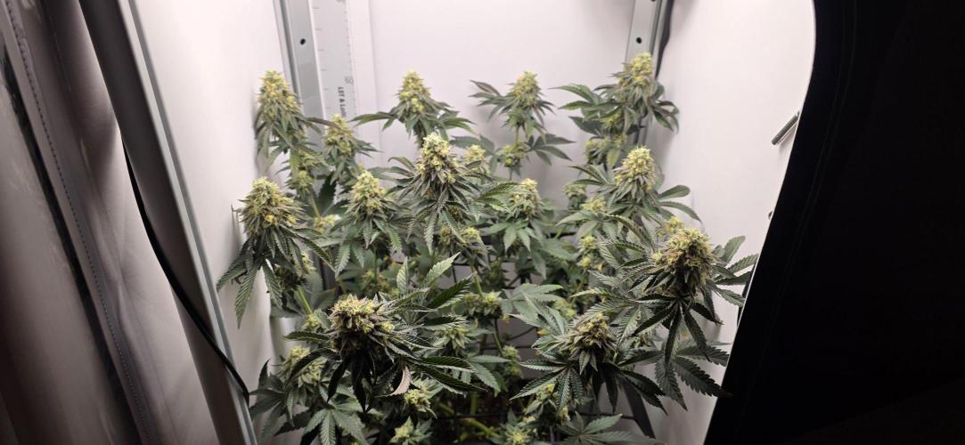 First VGrow - Kawazaki im Smart Zelt. Week 13