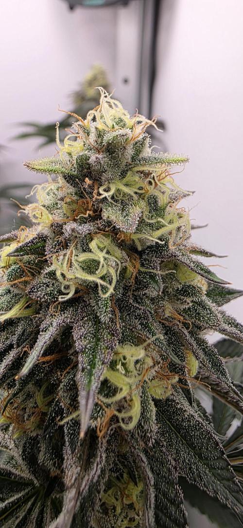 First VGrow - Kawazaki im Smart Zelt. Week 13