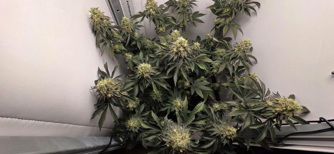 First VGrow - Kawazaki im Smart Zelt. Week 13