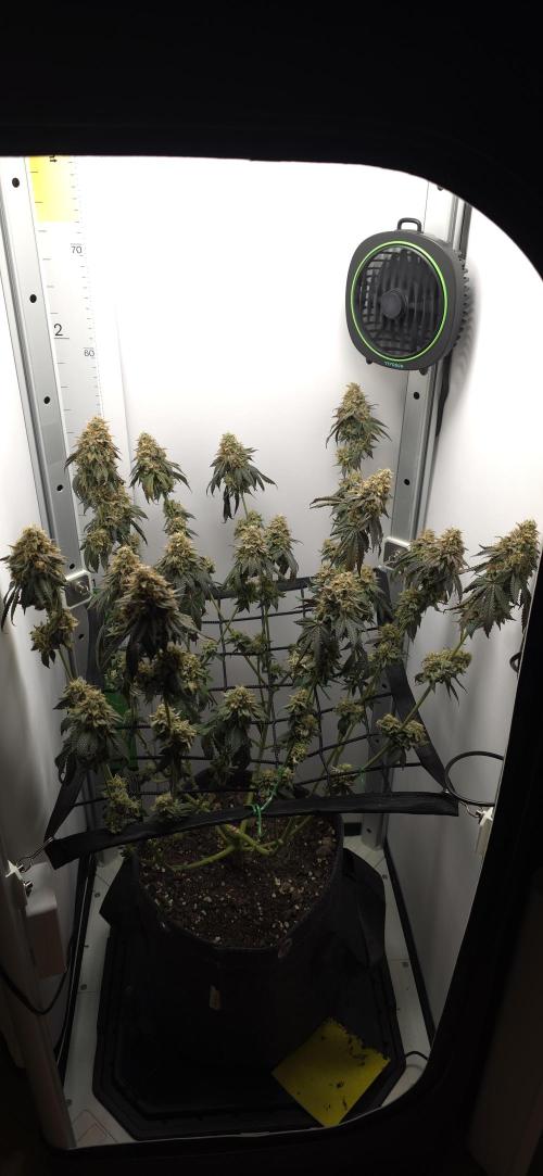 First VGrow - Kawazaki im Smart Zelt. Week 14