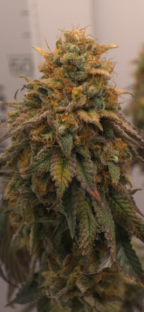 First VGrow - Kawazaki im Smart Zelt. Week 14