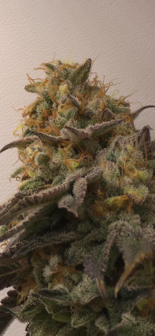 First VGrow - Kawazaki im Smart Zelt. Week 14