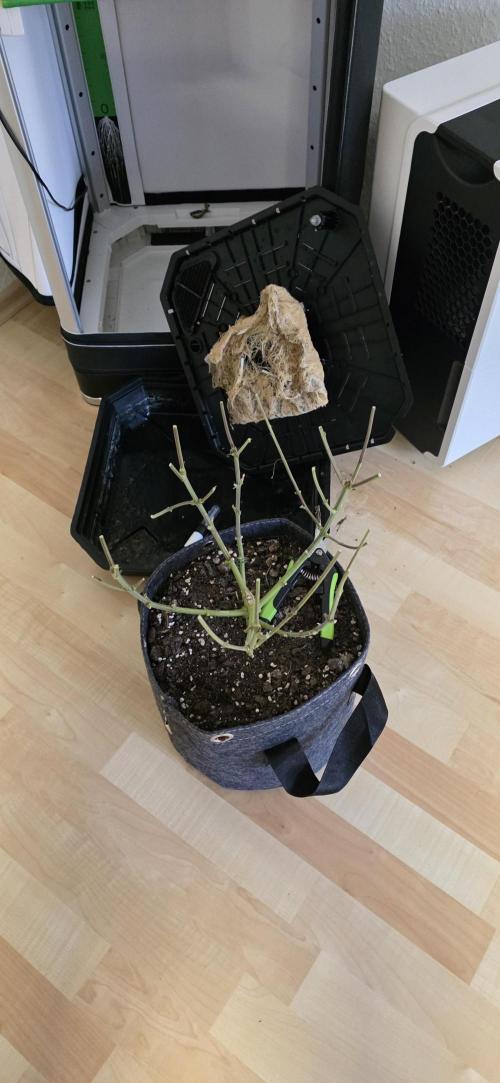 First VGrow - Kawazaki im Smart Zelt. Week 15