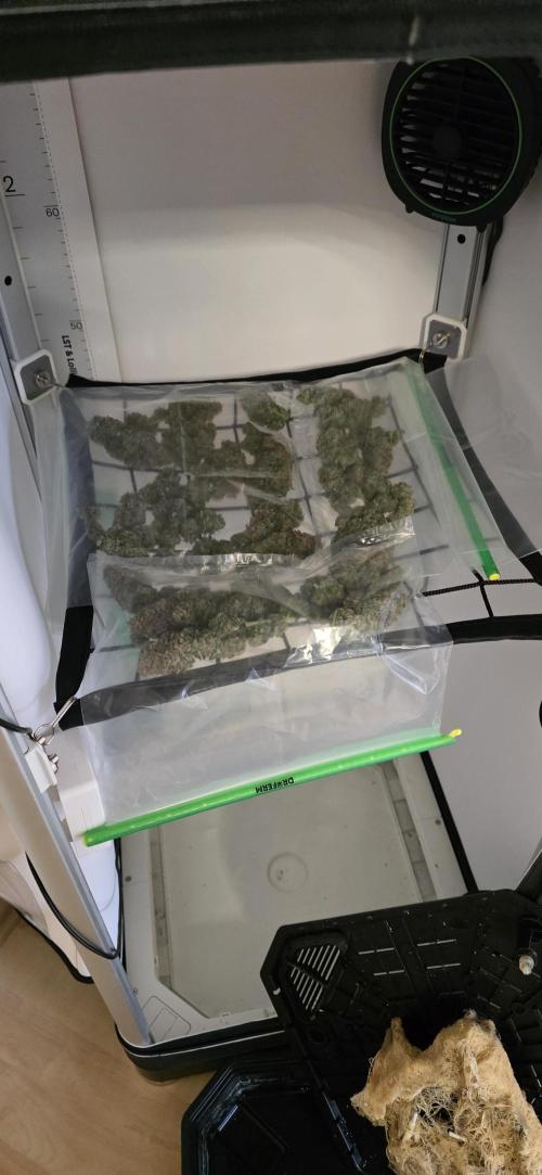 First VGrow - Kawazaki im Smart Zelt. Week 15