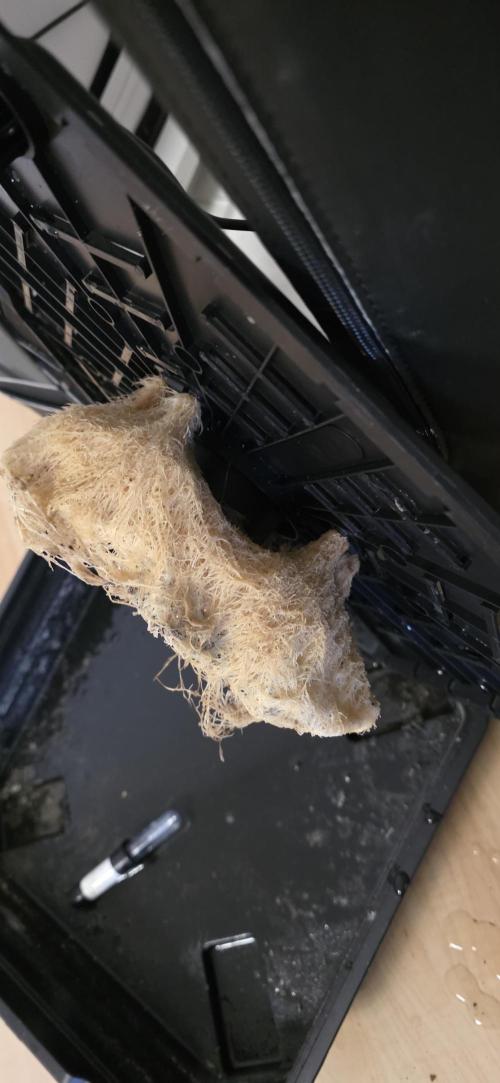 First VGrow - Kawazaki im Smart Zelt. Week 15