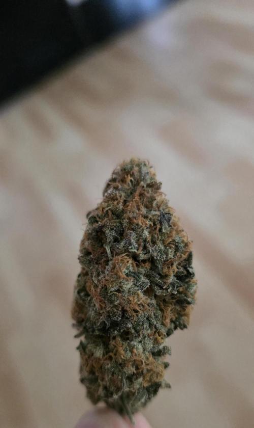 First VGrow - Kawazaki im Smart Zelt. Week 15