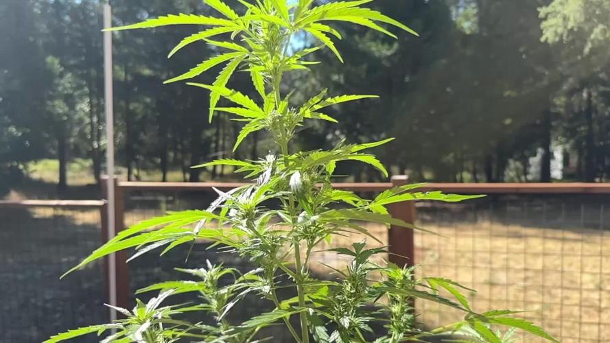 Gonzo's 1st Grow- ILGM