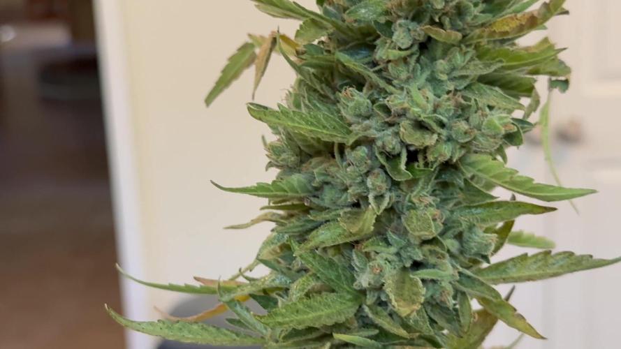Gonzo's 1st Grow- ILGM