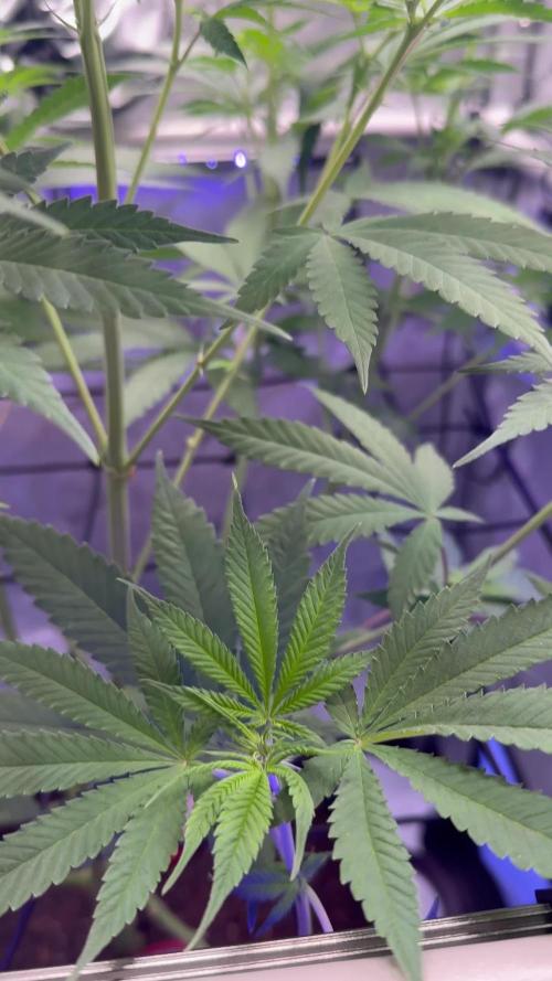 Orange Sherbet FF