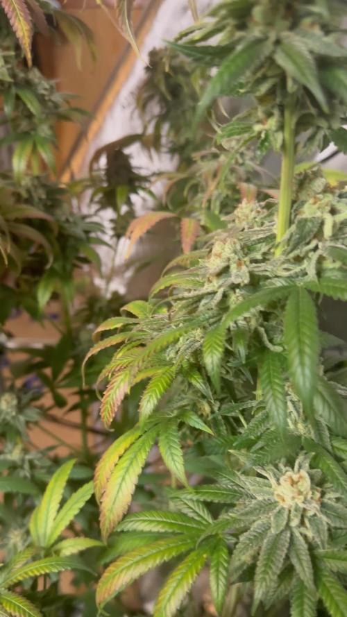 Orange Sherbet FF