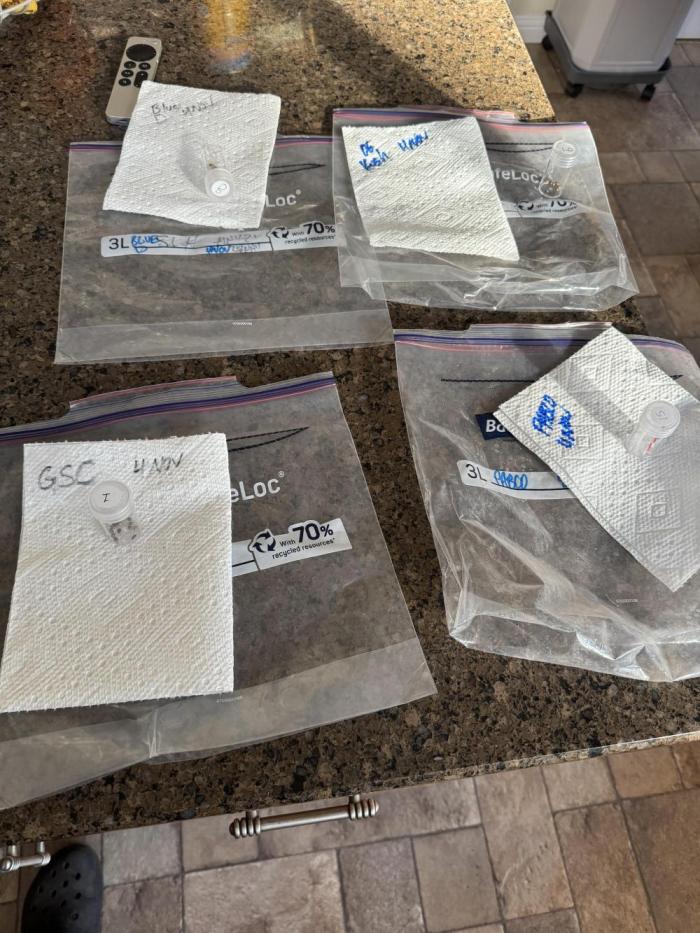 Blue Dream Auto by HGC. Week 0 - This is a combined picture of the four different stains I popped. 