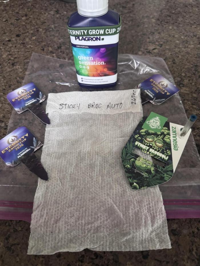 Sticky Broccoli - Zamnesia. Week 0