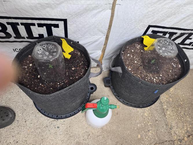 Sticky Broccoli - Zamnesia. Week 1