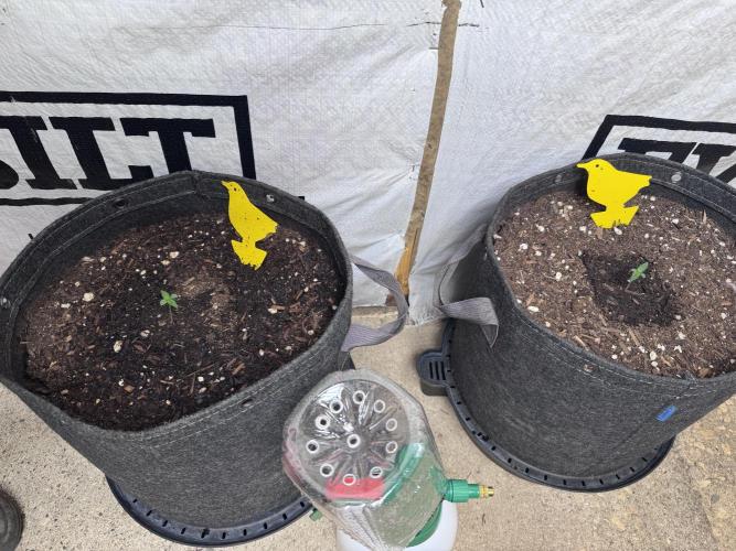 Sticky Broccoli - Zamnesia. Week 1