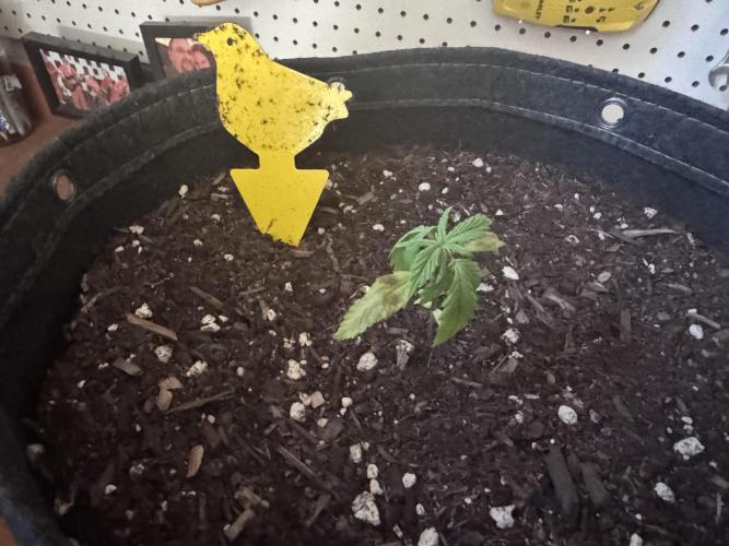 Sticky Broccoli - Zamnesia. Week 2 - One of the girls got pulled today. Not sure what happened.