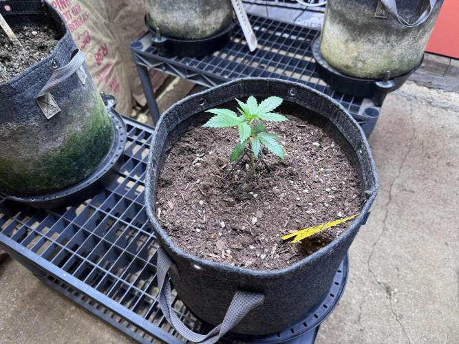 Sticky Broccoli - Zamnesia. Week 2