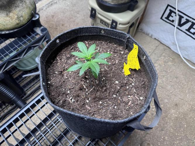 Sticky Broccoli - Zamnesia. Week 2