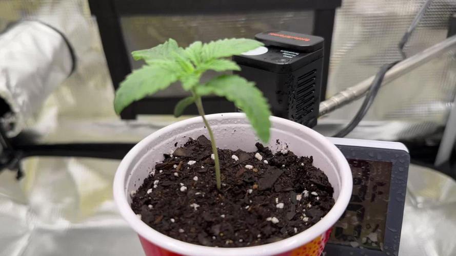 IN HOUSE JELLY BREATH S1 GROW #1