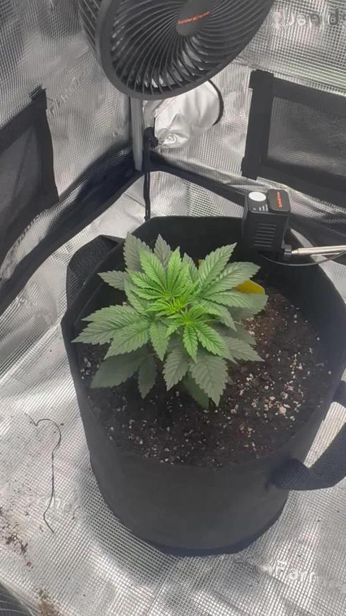 IN HOUSE JELLY BREATH S1 GROW #1