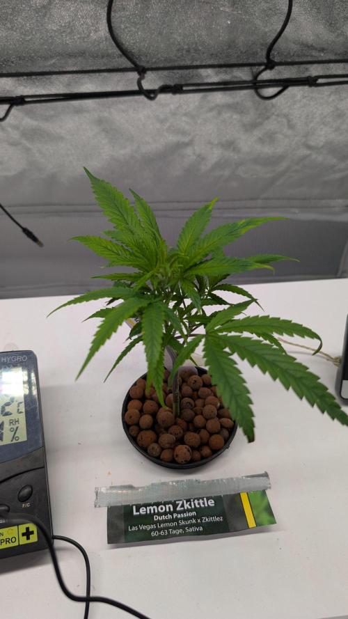 First DWC grow. Week 2