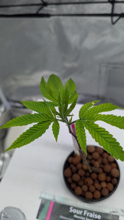 First DWC grow. Week 2