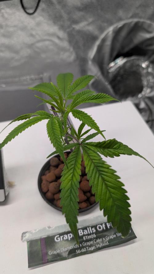 First DWC grow. Week 2