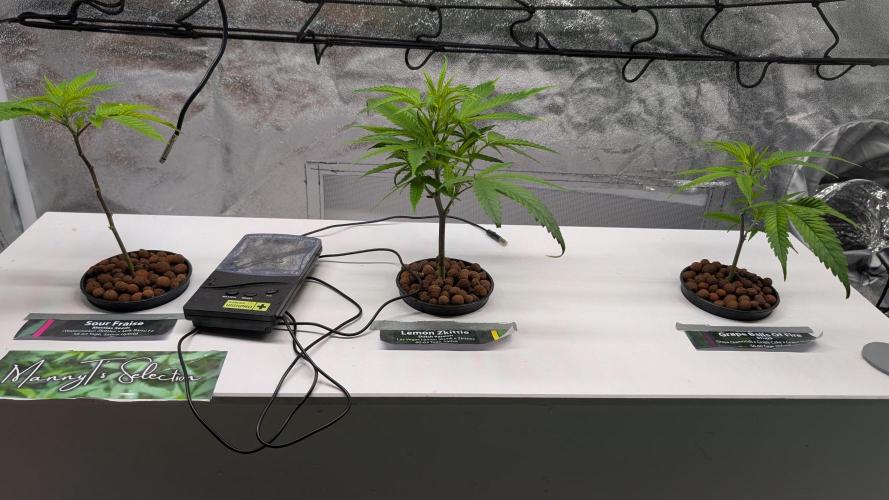 First DWC grow. Week 3