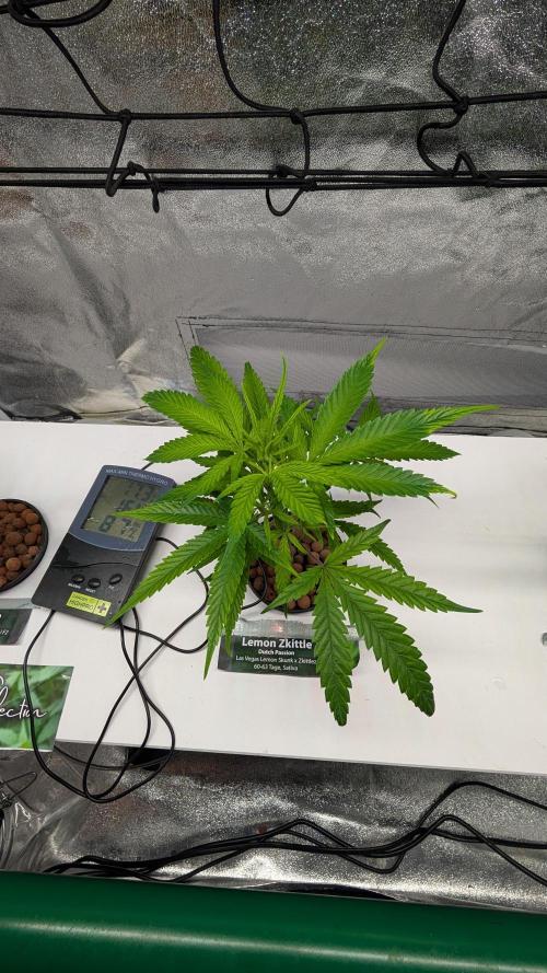 First DWC grow. Week 3