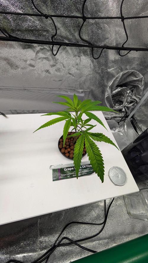 First DWC grow. Week 3