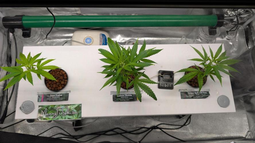 First DWC grow. Week 3