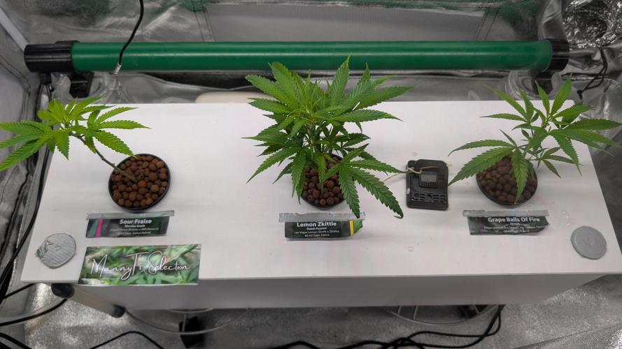 First DWC grow. Week 3