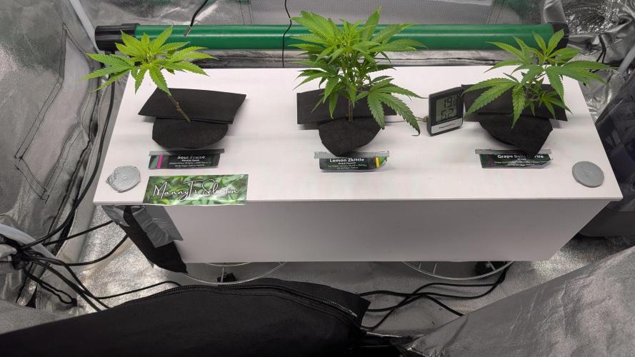 First DWC grow. Week 3