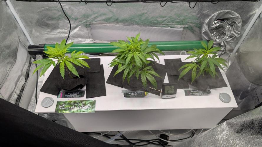 First DWC grow. Week 3 - 11/11/2025 