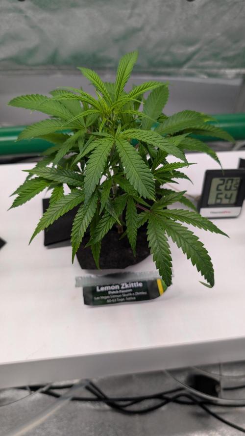 First DWC grow. Week 3 - 11/11/2025