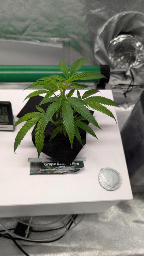 First DWC grow. Week 3 - 11/11/2025