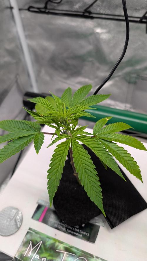 First DWC grow. Week 3 - 11/11/2025