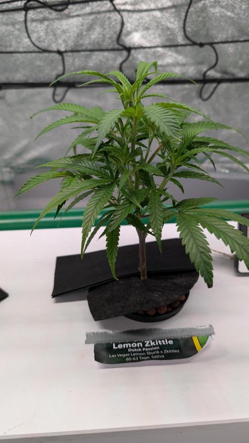 First DWC grow. Week 3 - 11/11/2025