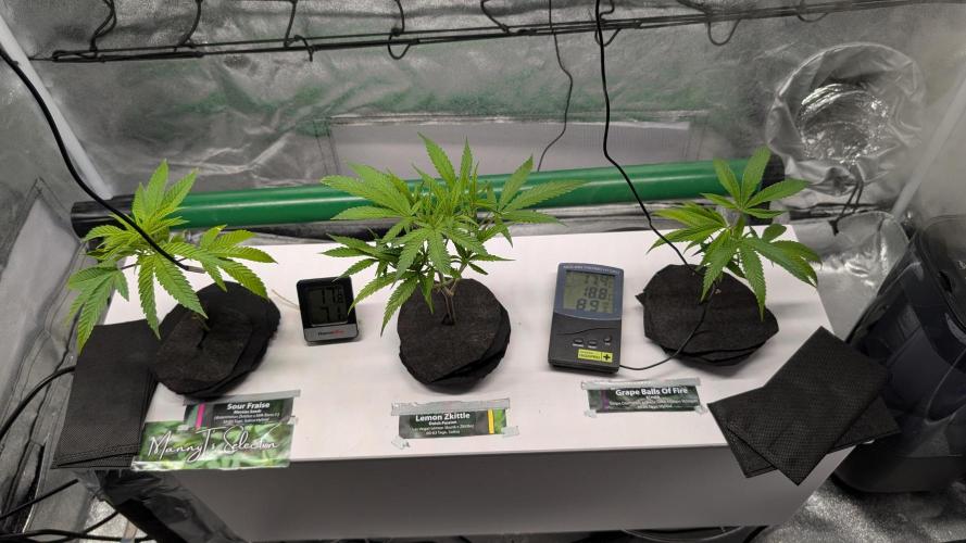 First DWC grow. Week 3 - 11/12/2025 