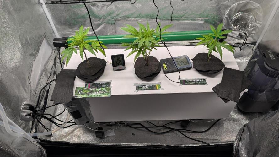 First DWC grow. Week 3 - 11/12/2025 