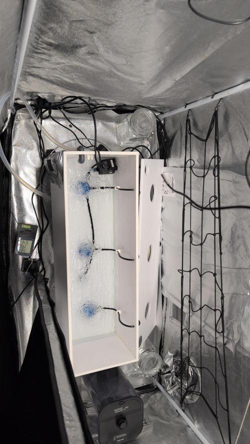 First DWC grow. Week 1