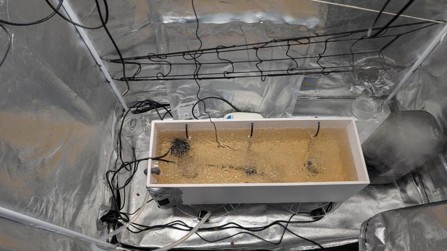 First DWC grow. Week 1