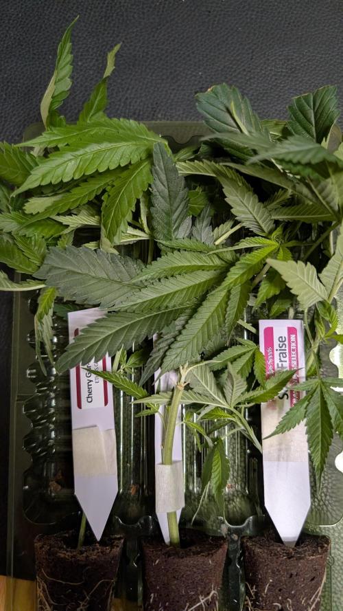 First DWC grow. Week 1