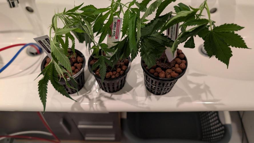 First DWC grow. Week 1